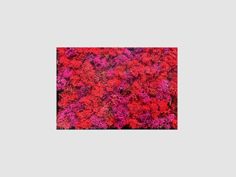 cuadro vegetal rectangular de color rojo