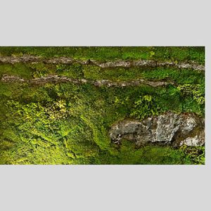 Cuadro Musgo Finlandés Verde Rectangular